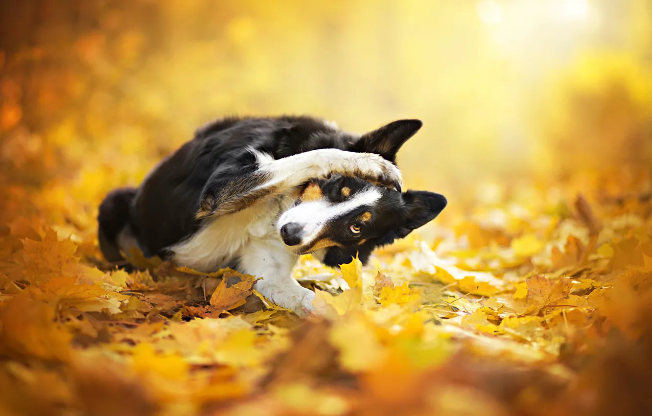 Фото обои осень, листья, собака, боке
