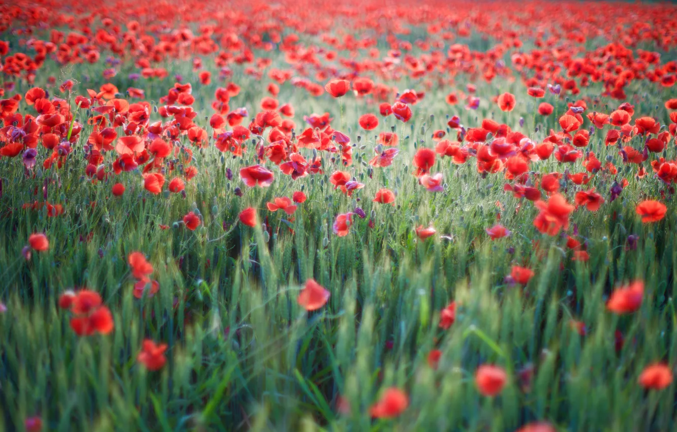 Фото обои поле, лето, цветы, поляна, маки, луг, красные, много