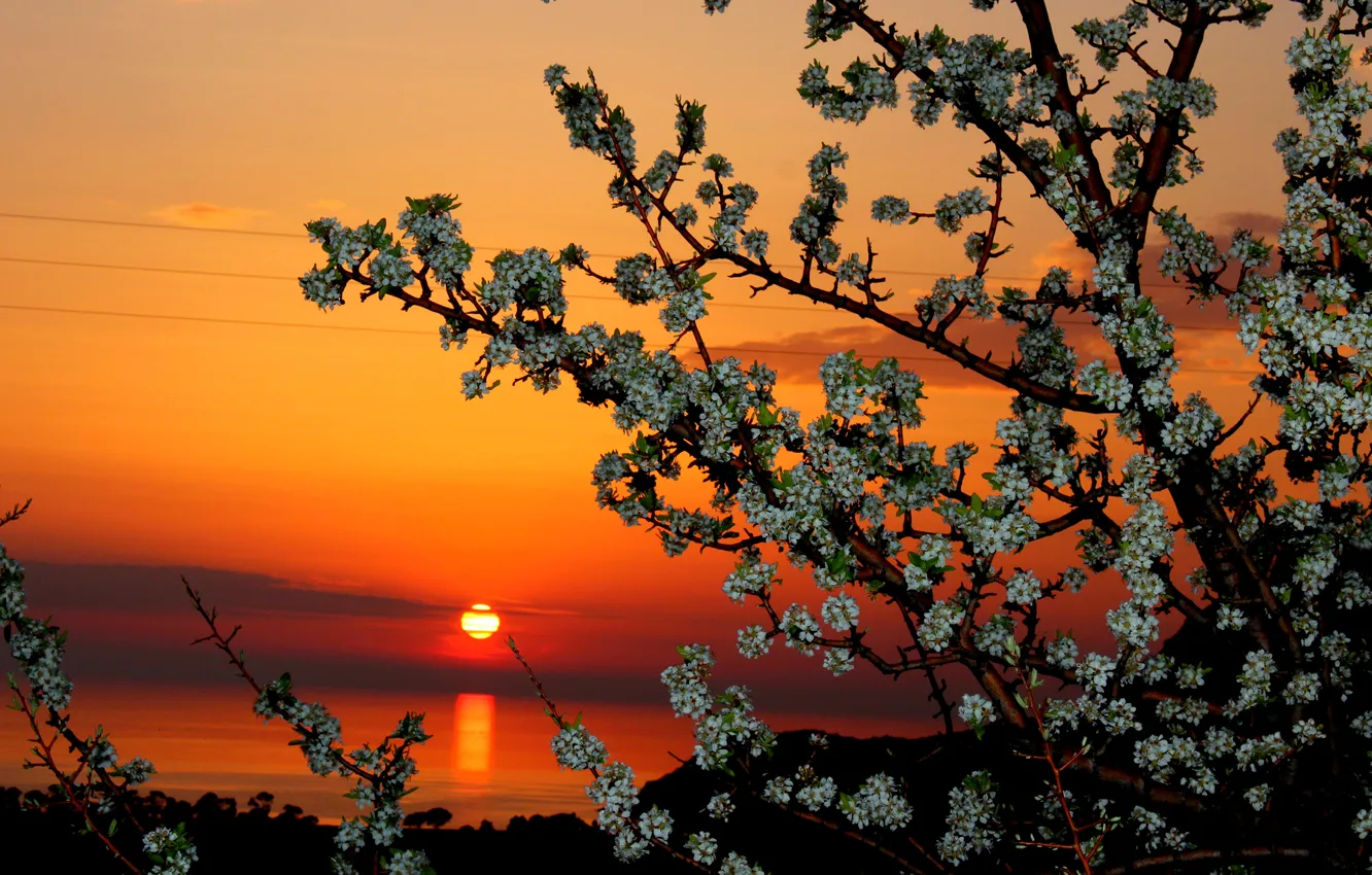 Фото обои небо, солнце, облака, закат, цветы, дерево