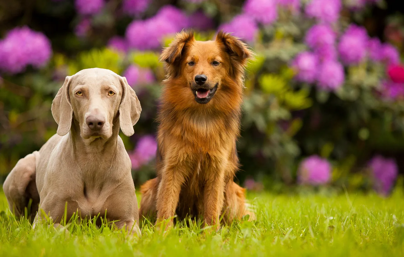 Фото обои собаки, лето, цветы, фон, пара, клумба, обои от lolita777, друганы