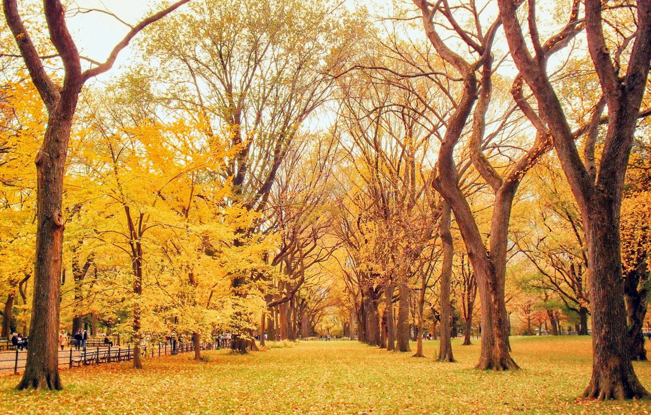 Фото обои дорога, осень, листья, деревья, природа, парк, желтые, аллея