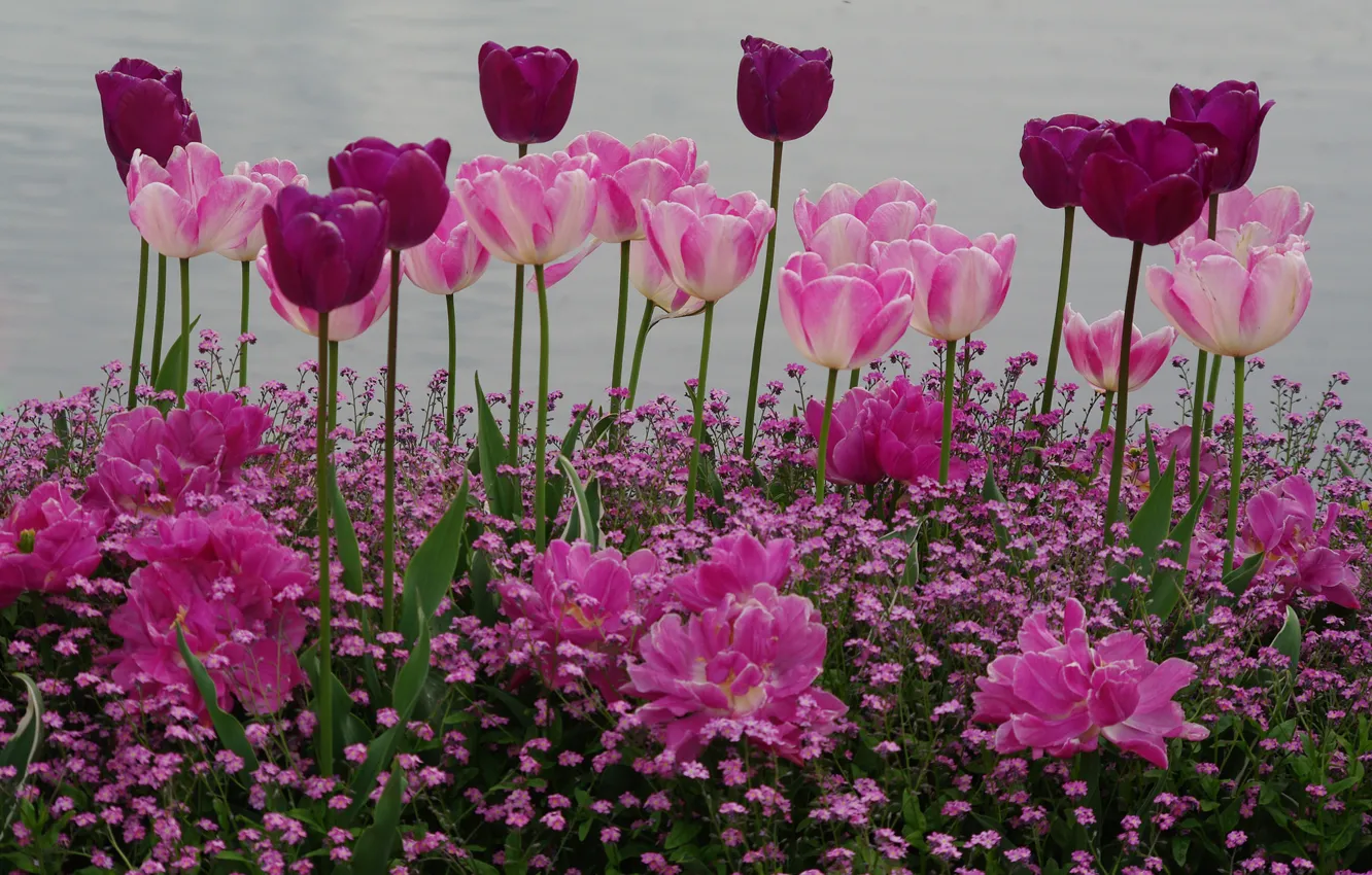 Фото обои весна, сад, тюльпаны, клумба