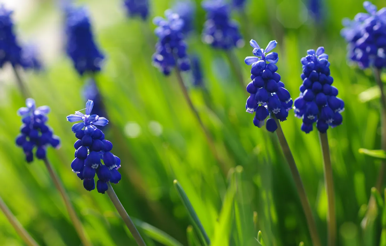 Фото обои макро, цветы, природа, красота, растения, весна, май, синий цвет