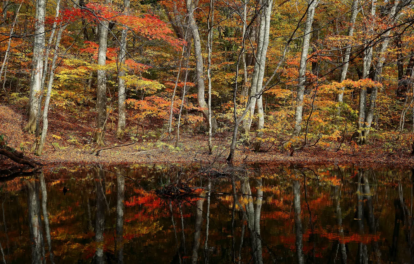Фото обои осень, лес, деревья, озеро, пруд