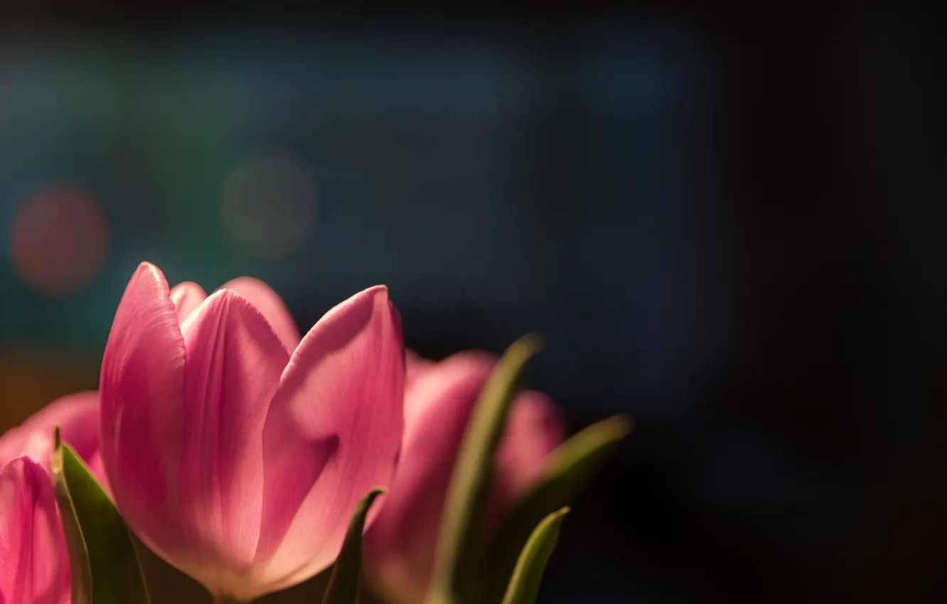 Фото обои лепестки, тюльпаны, розовые