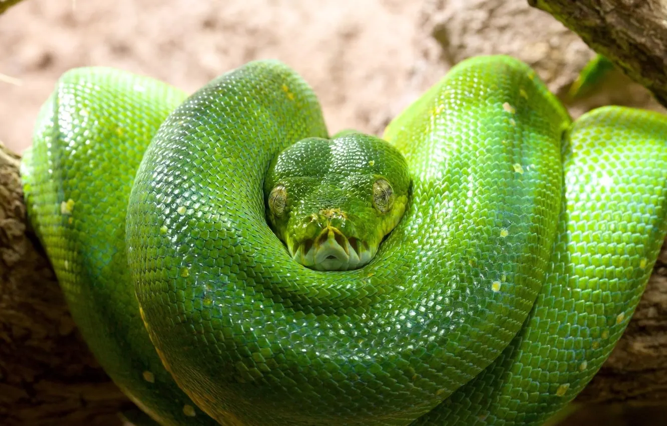 Фото обои зеленый, змея, кольца, голова, чешуя, питон