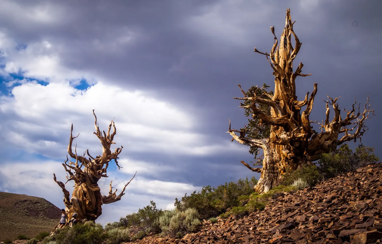 Фото обои California, Bristlecone Pines in the White Mountains, Inyo County