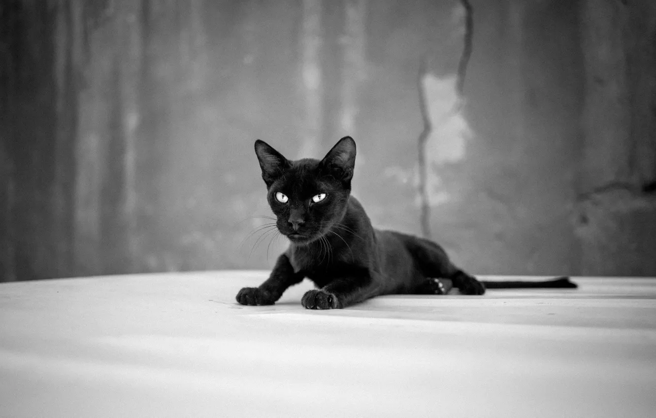 Фото обои black, eyes, cat