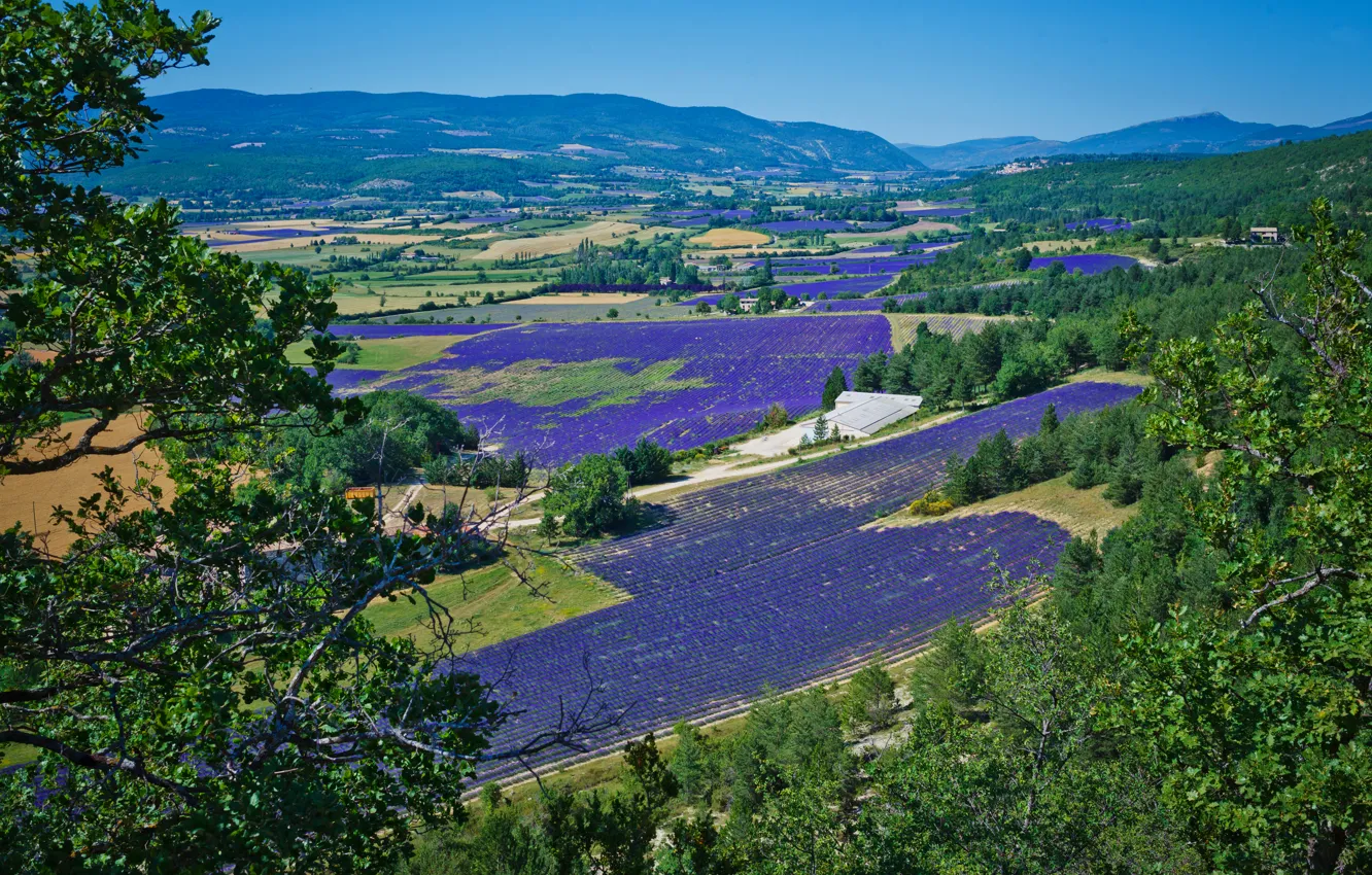 Фото обои поле, лес, небо, деревья, горы, ветки, голубой, листва