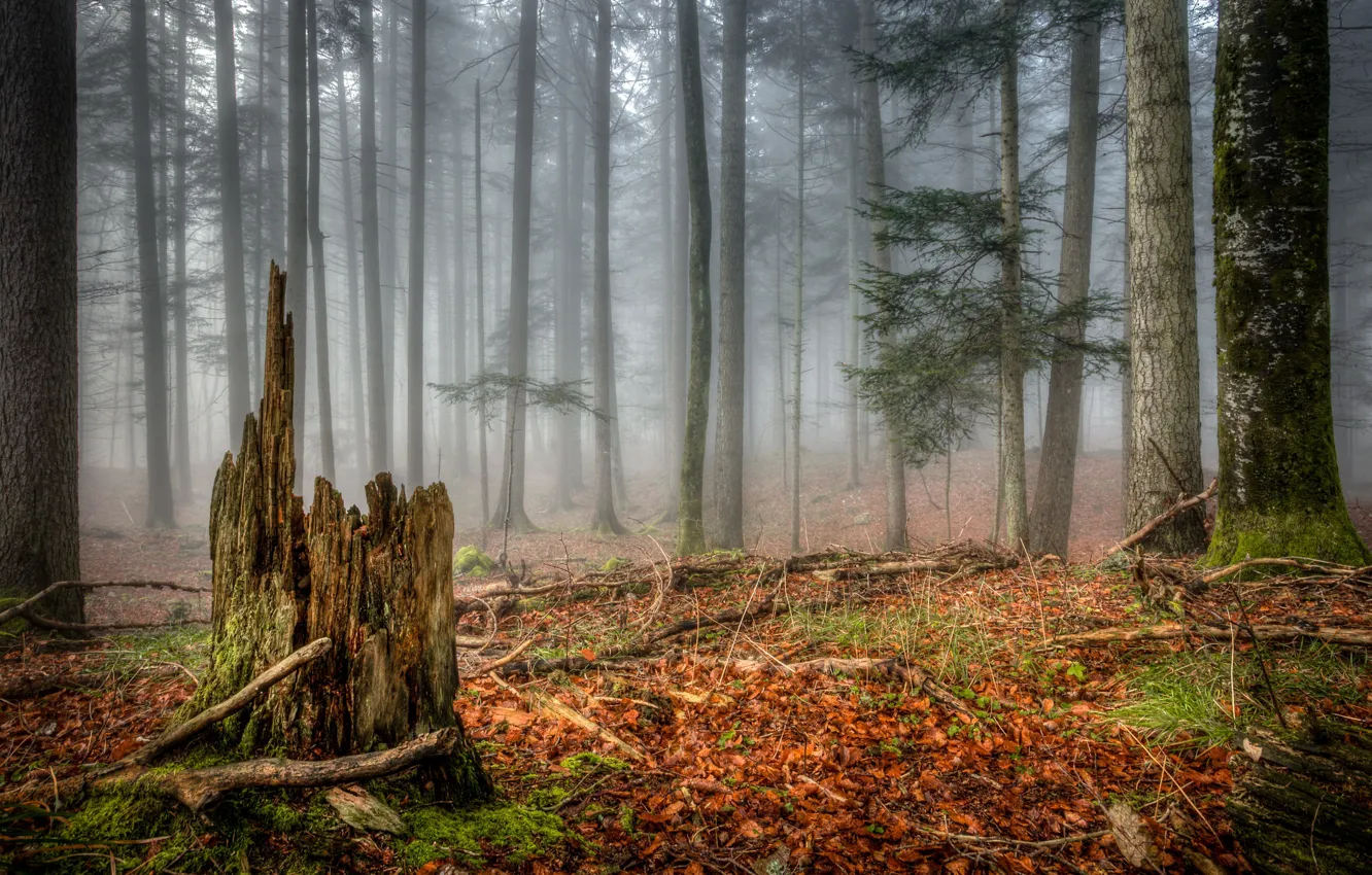 Фото обои осень, лес, туман, пень