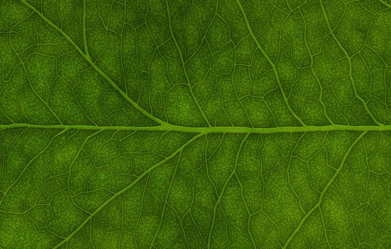 Фото обои лист, Зеленый