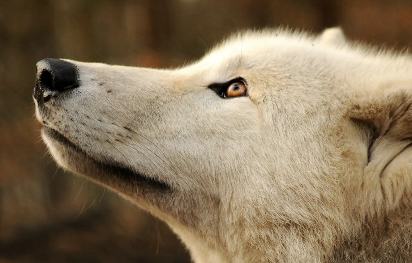 Фото обои nature, predator, animal, wolf, wildlife, portrait, portrait., Canis lupus. face