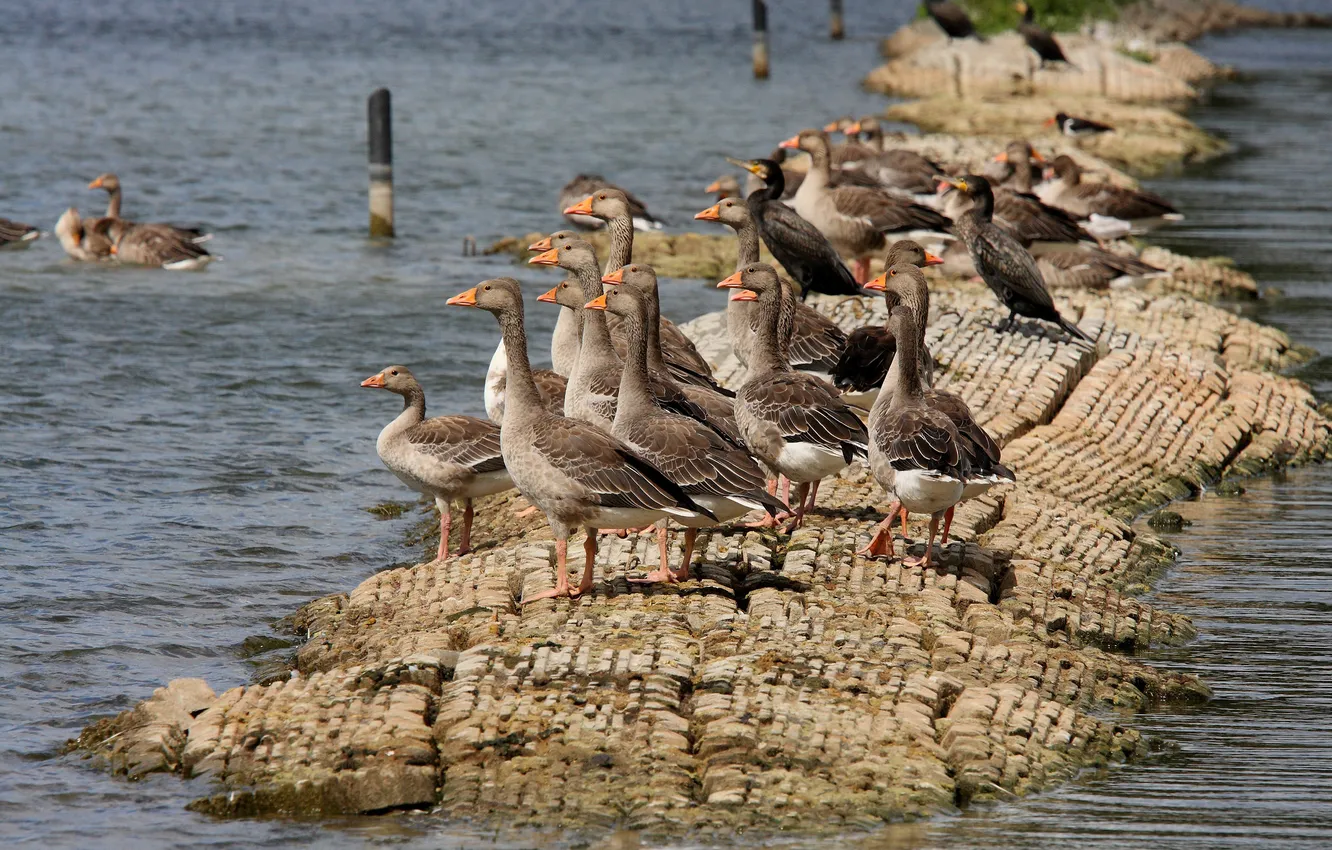 Фото обои nature, water, rocks, birds, ducks, geese