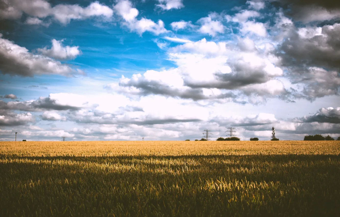 Фото обои пшеница, поле, небо, тучи, тень, линии электропередачи, поле пшеницы