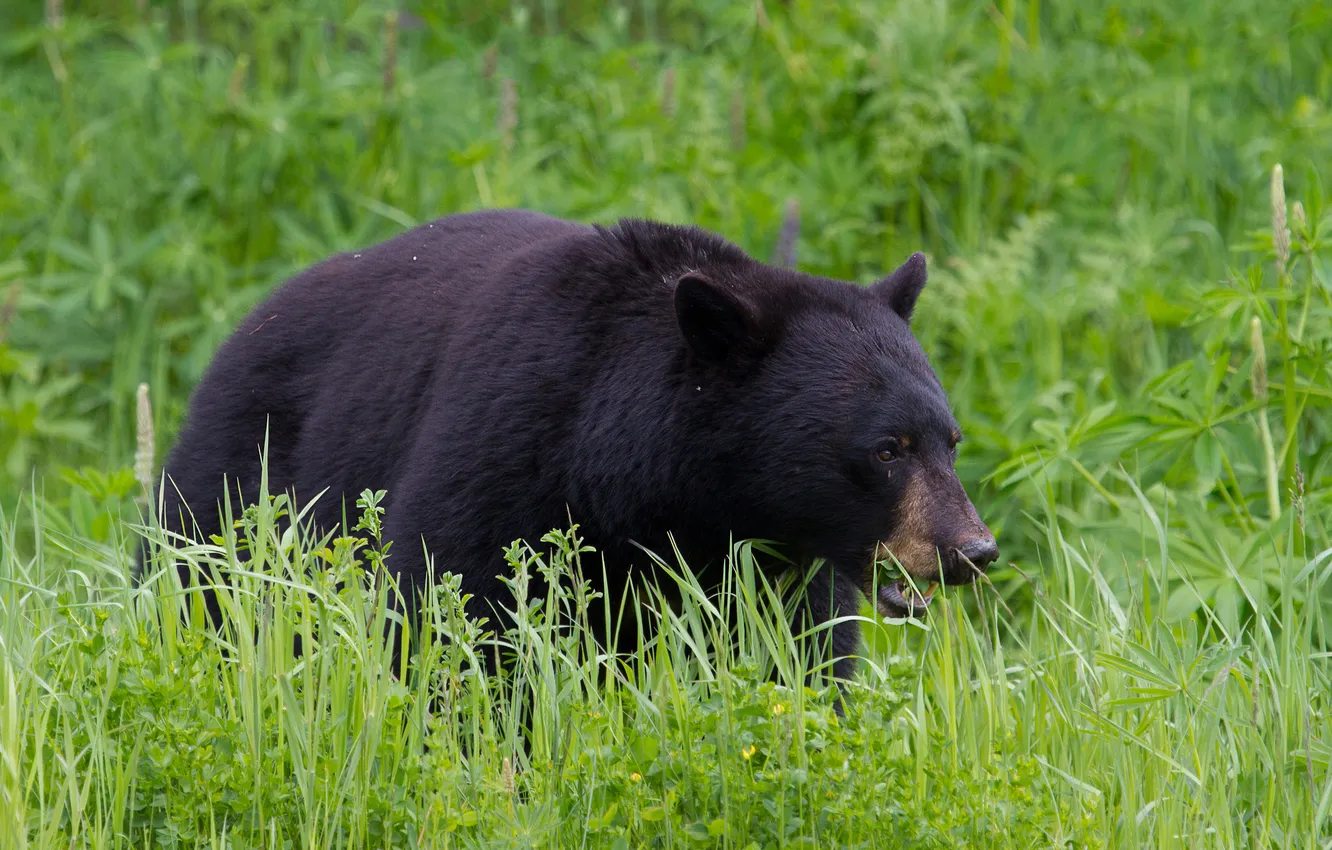 Фото обои трава, черный, медведь