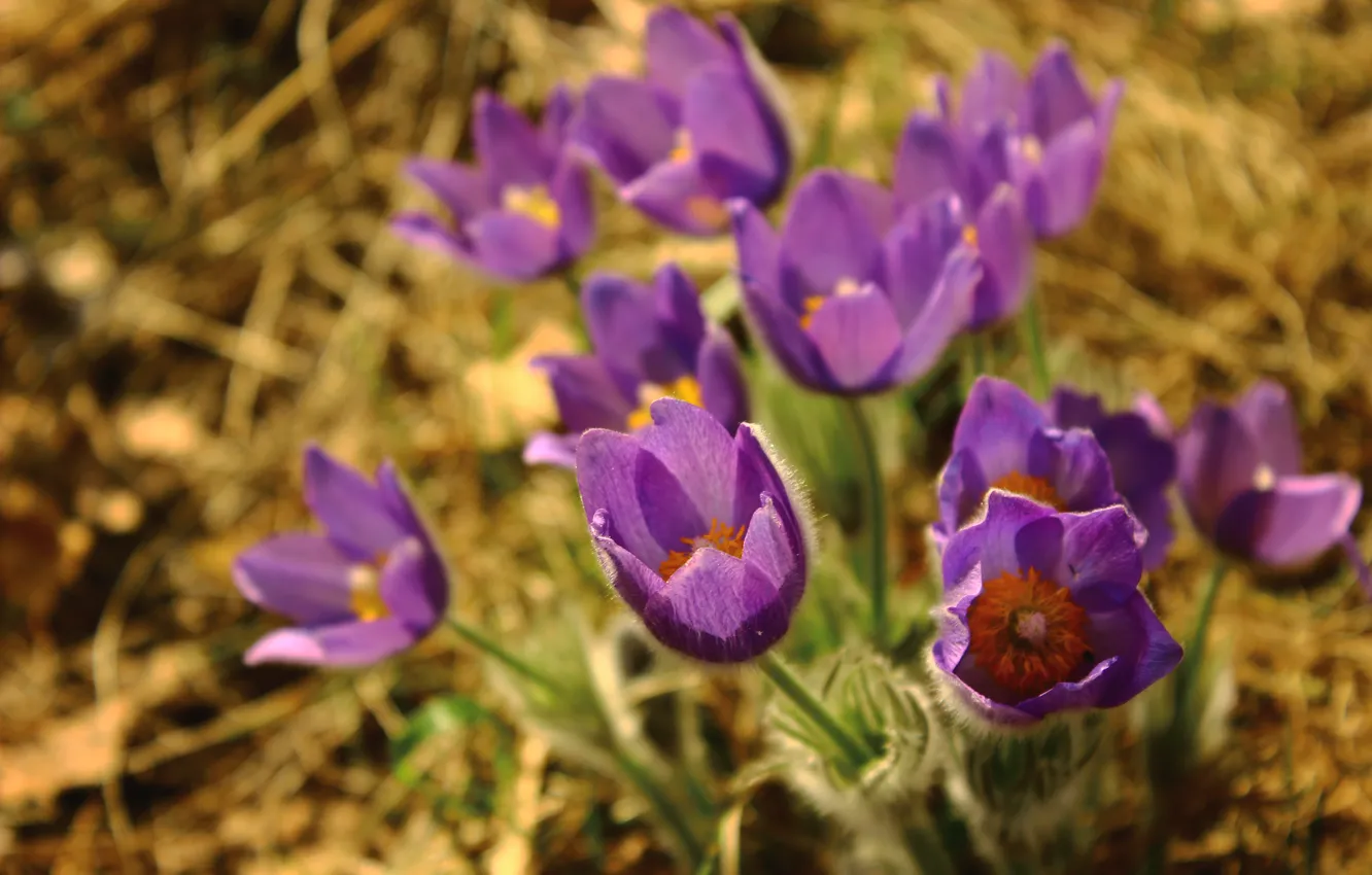 Фото обои цветы, жизнь, растение, тяга к солнцу