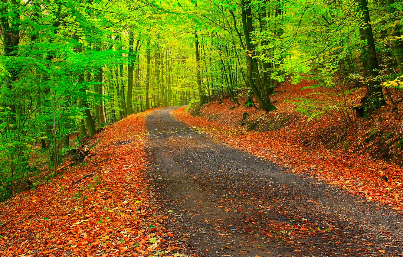 Фото обои дорога, осень, лес, листья, деревья