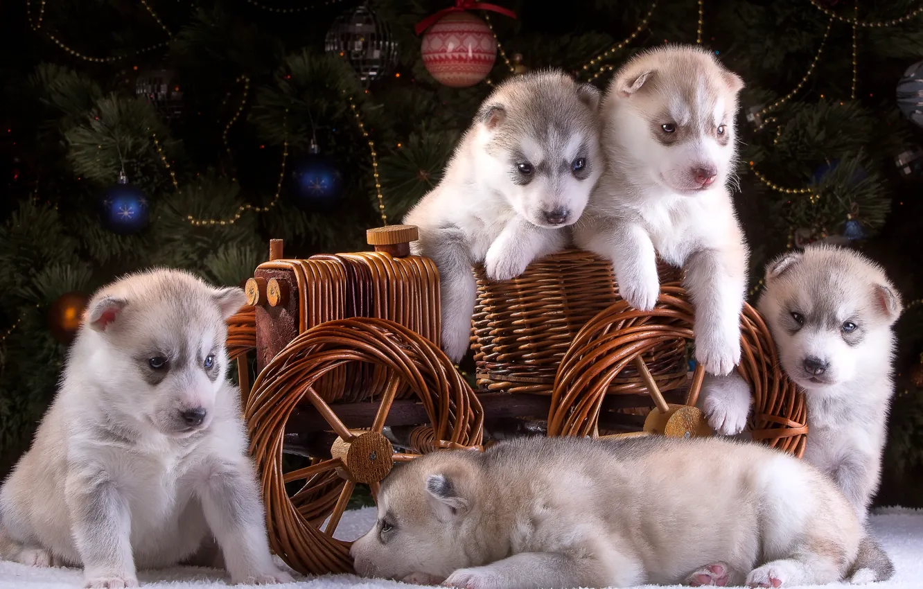 Фото обои щенки, Новый год, повозка, ёлка, хаски, пять