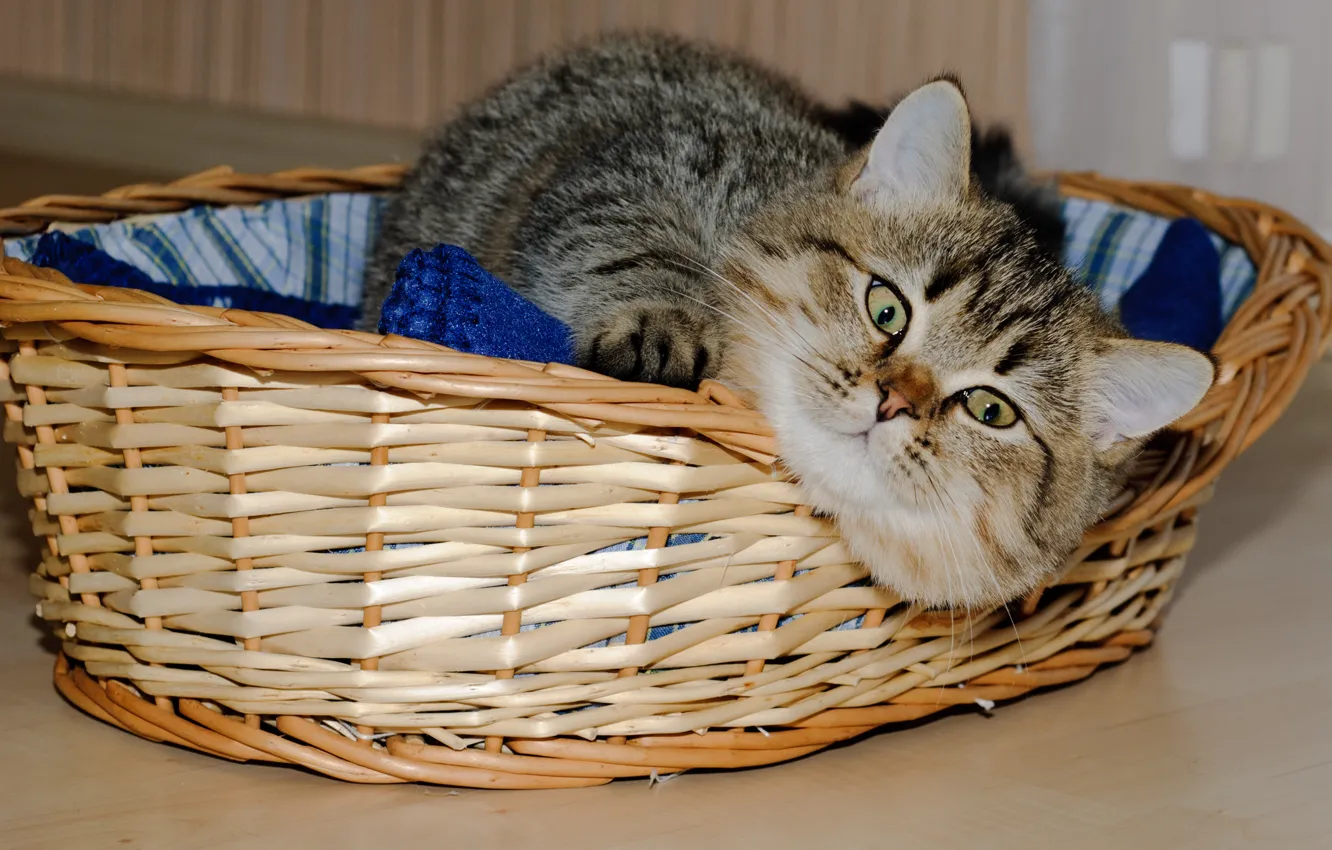 Фото обои кошка, кот, морда, корзинка