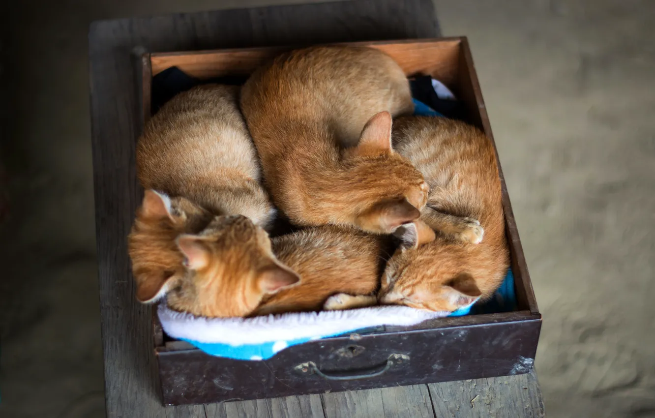 Фото обои кот, скамейка, уют, фон, коробка, сон, малыш, спит