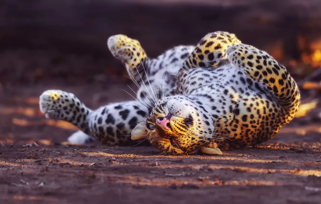 Фото обои леопард, играет, большая кошка, вывернулся