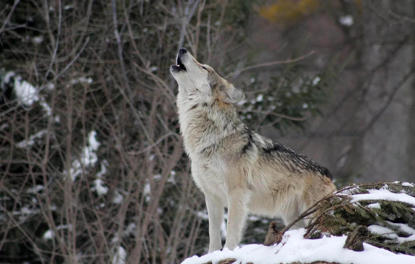 Фото обои nature, snow, predator, face, animal, wolf, wildlife, portrait