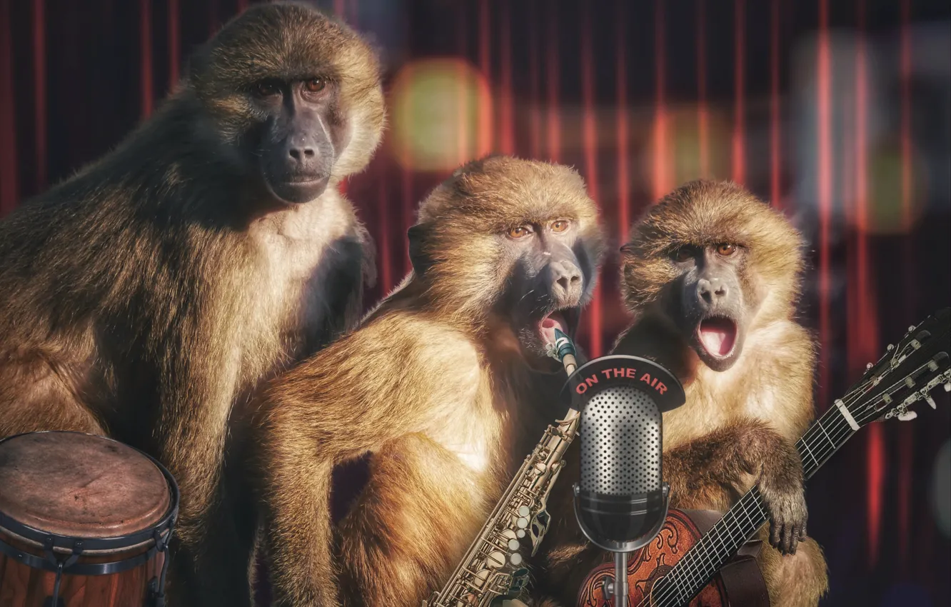 Фото обои концерт, обезьяны, трио, выступление