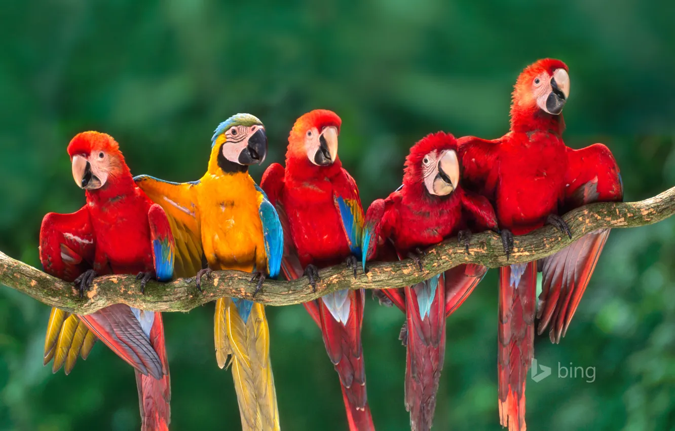 Фото обои ветка, перья, клюв, попугай, хвост, ара, Перу, Тамбопата