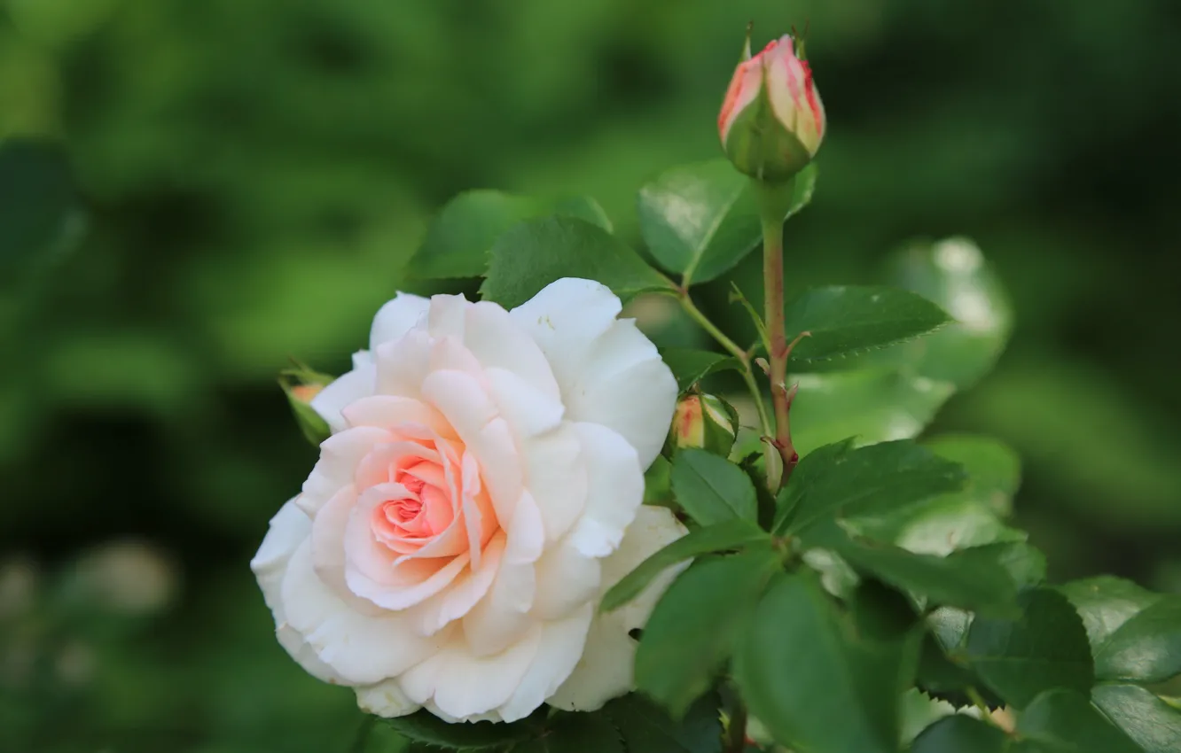 Фото обои роза, бутон, красавица
