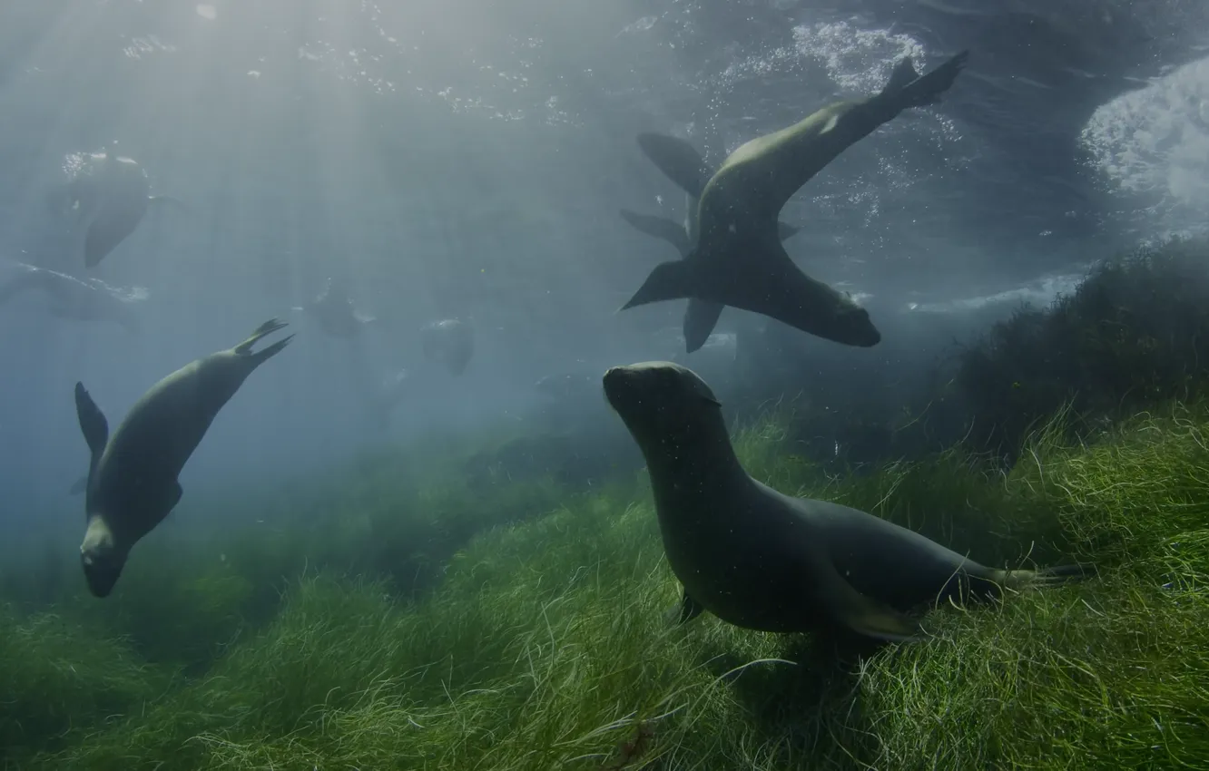 Фото обои sea, nature, seals, 8K
