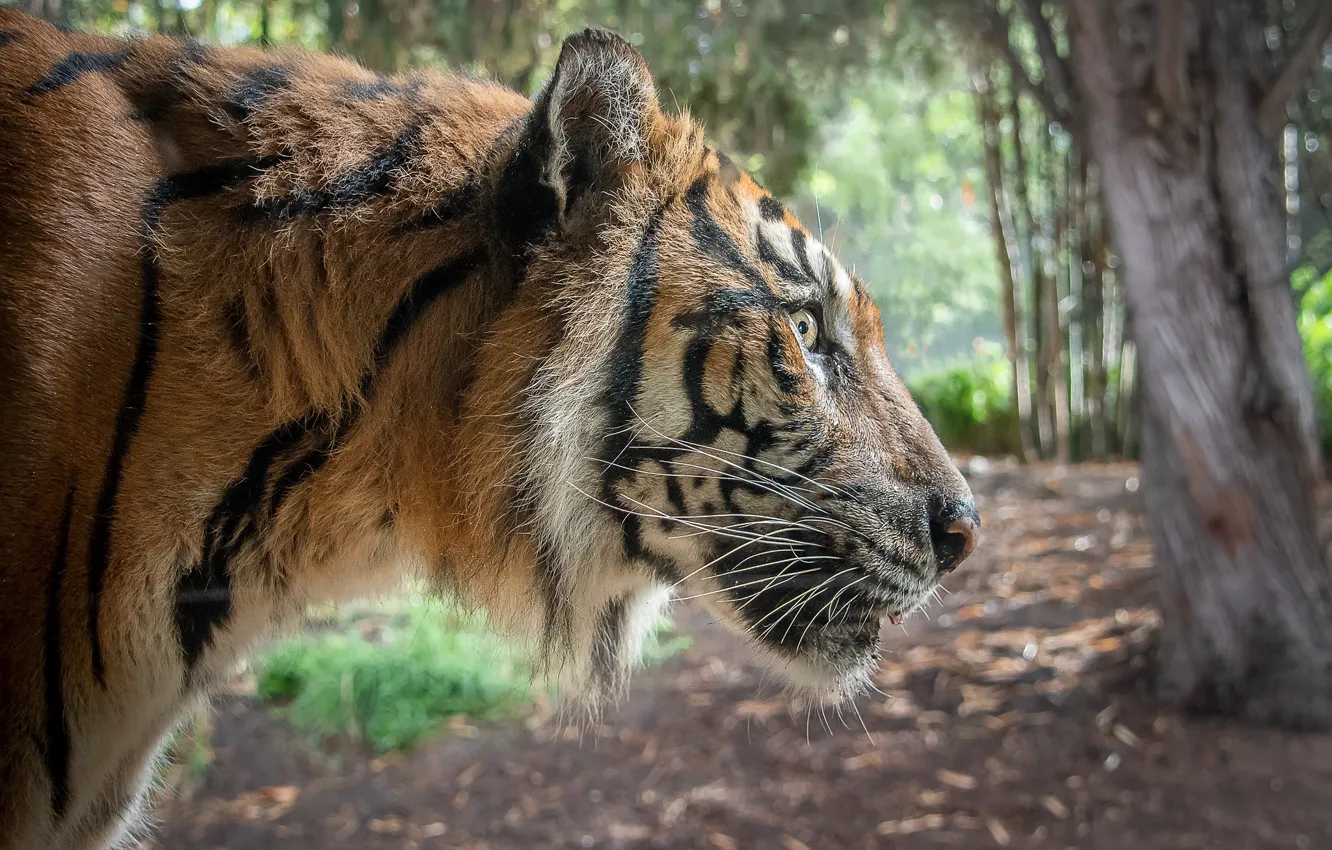 Фото обои тигр, хищник, профиль