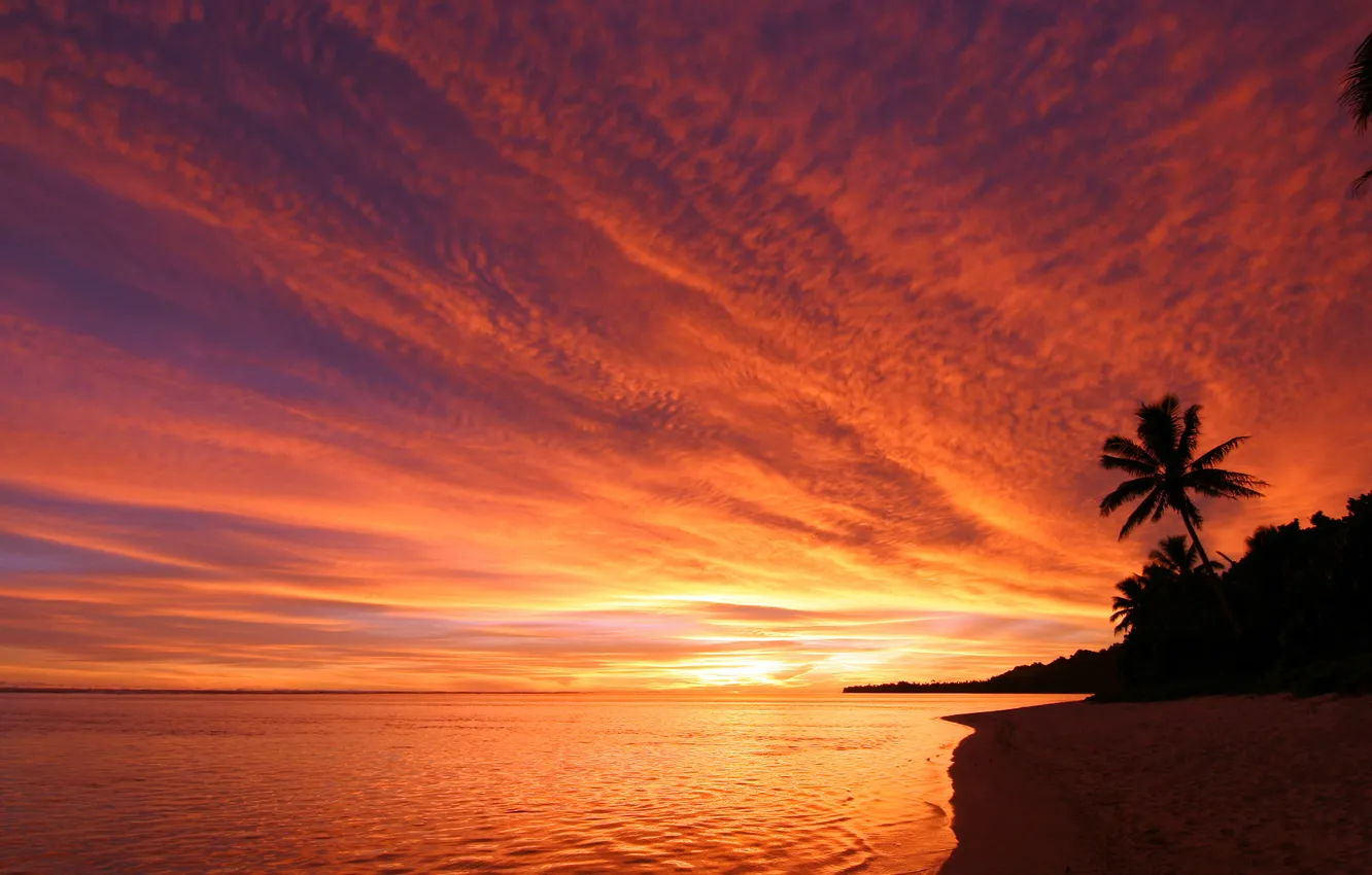 Фото обои море, небо, закат, пальма, берег