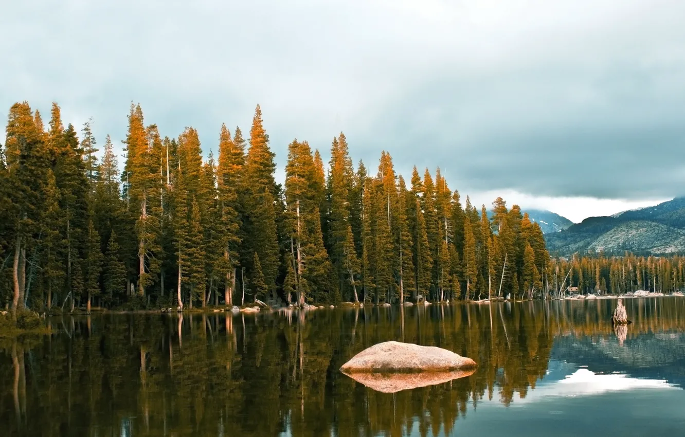 Фото обои лес, озеро, берег