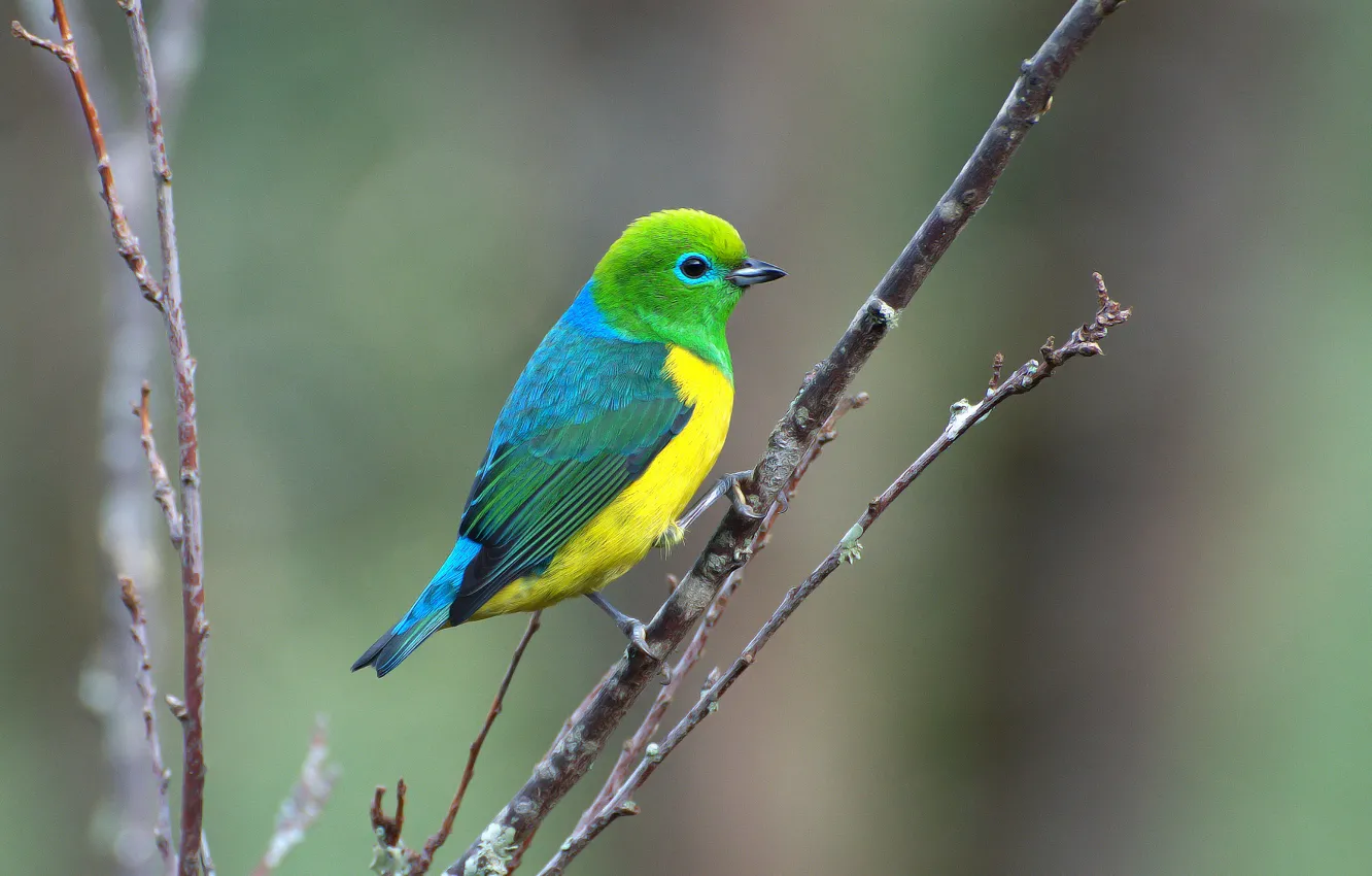 Фото обои Blue, Green, Yellow, Bird, Branch, Saíra