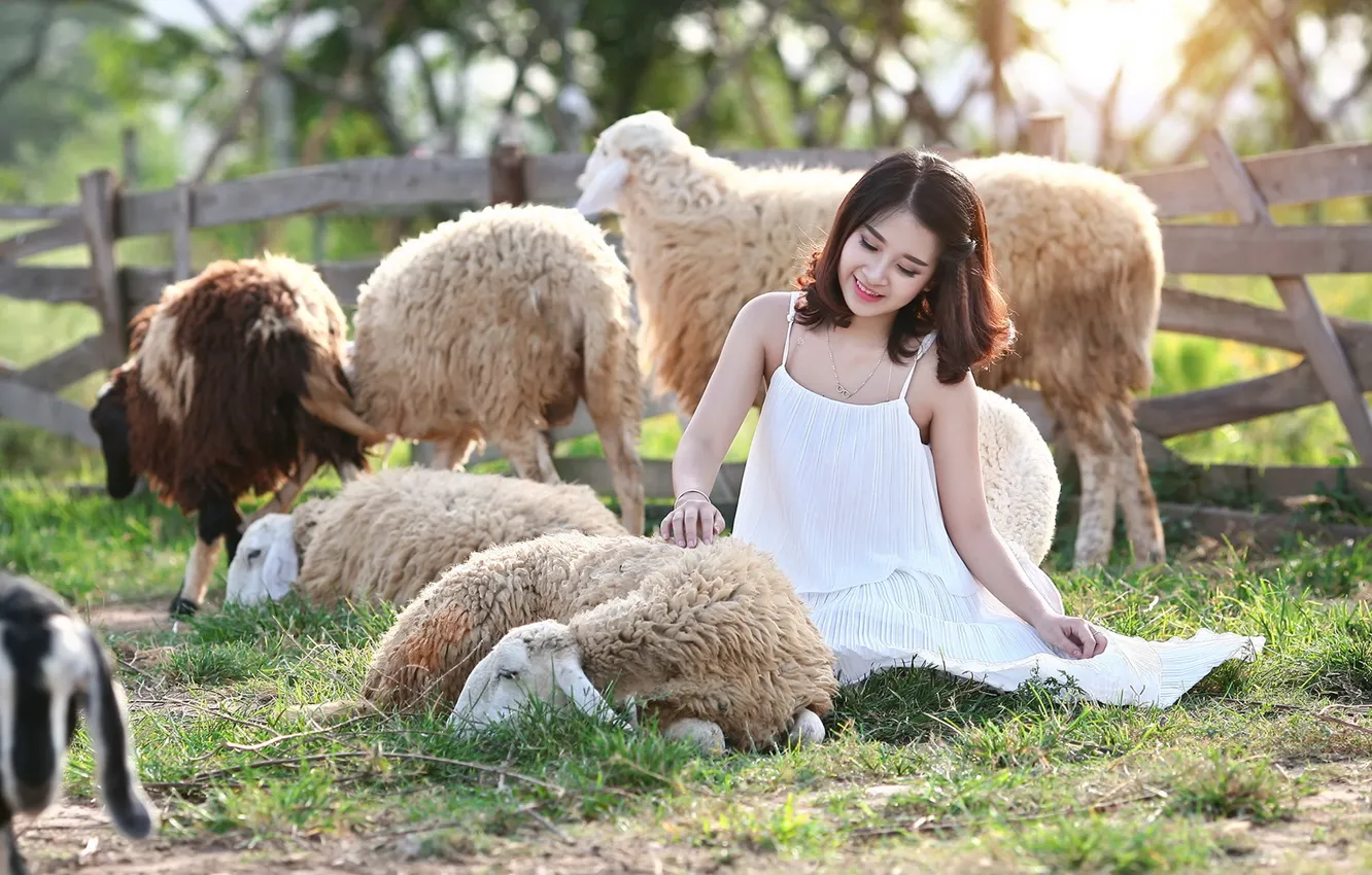 Фото обои девушка, природа, овцы