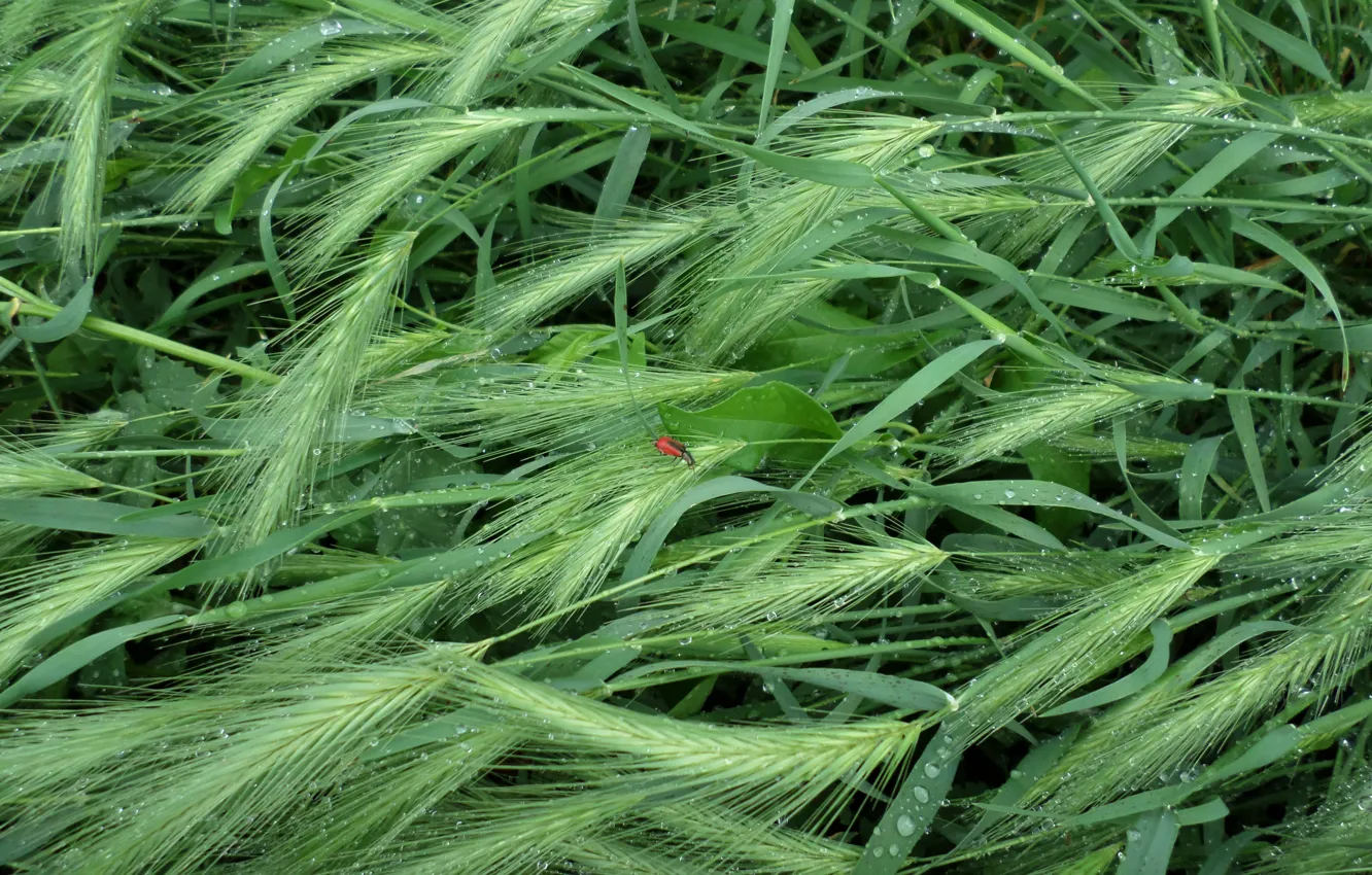 Фото обои дождик, лето, трава, капли, насекомое
