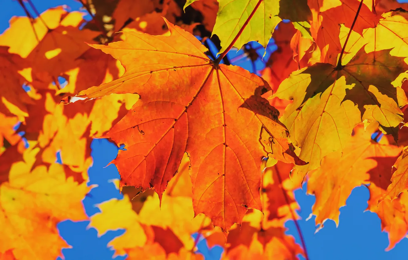 Фото обои осень, листья, синева, яркие, кленовые, краски осени, осенние листья