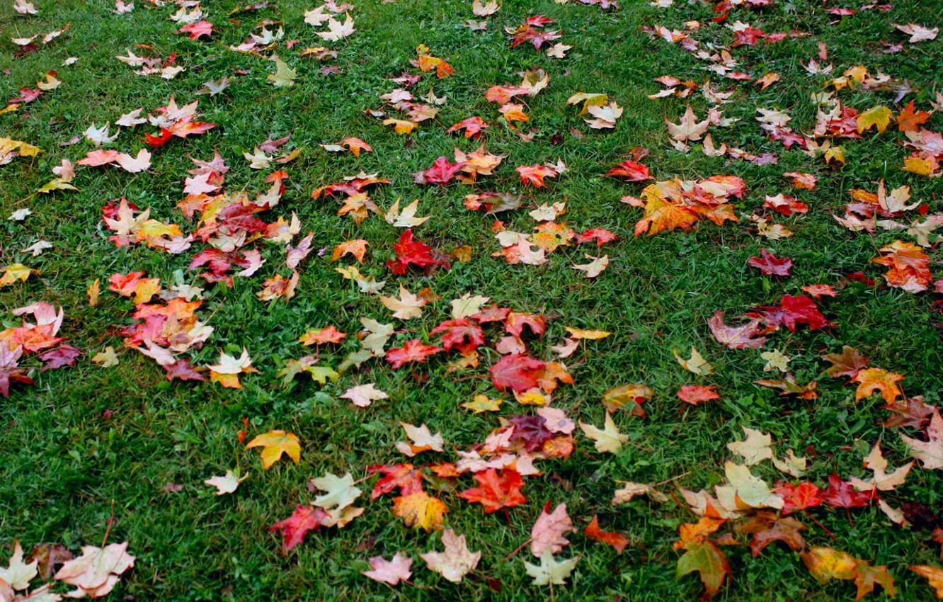 Фото обои осень, трава, листва