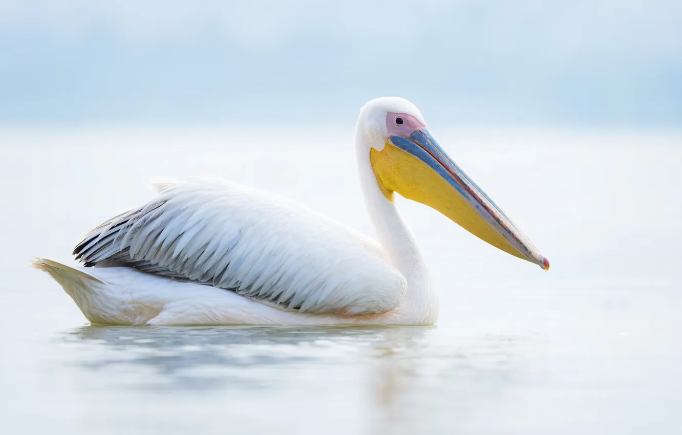 Фото обои lake, animal, pelican