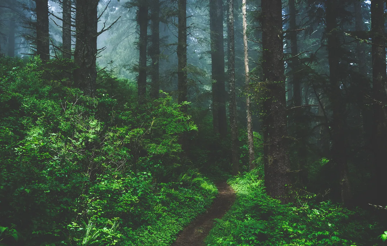 Фото обои лес, деревья, природа, Орегон, USA, США, тропинка, Oregon