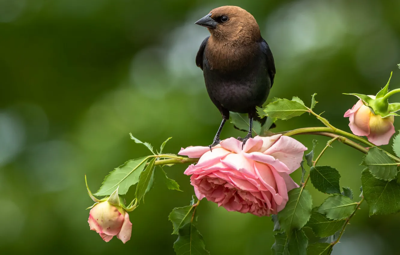 Фото обои цветок, природа, птица, роза, ветка, боке, воловья птица, коровья птица