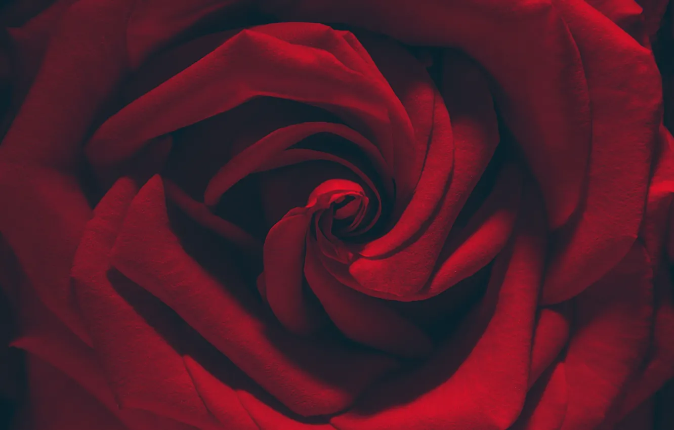 Фото обои макро, роза, лепестки, красная