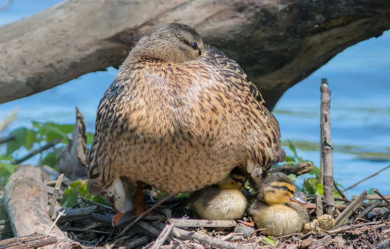 Фото обои утки, утёнок, птенцы