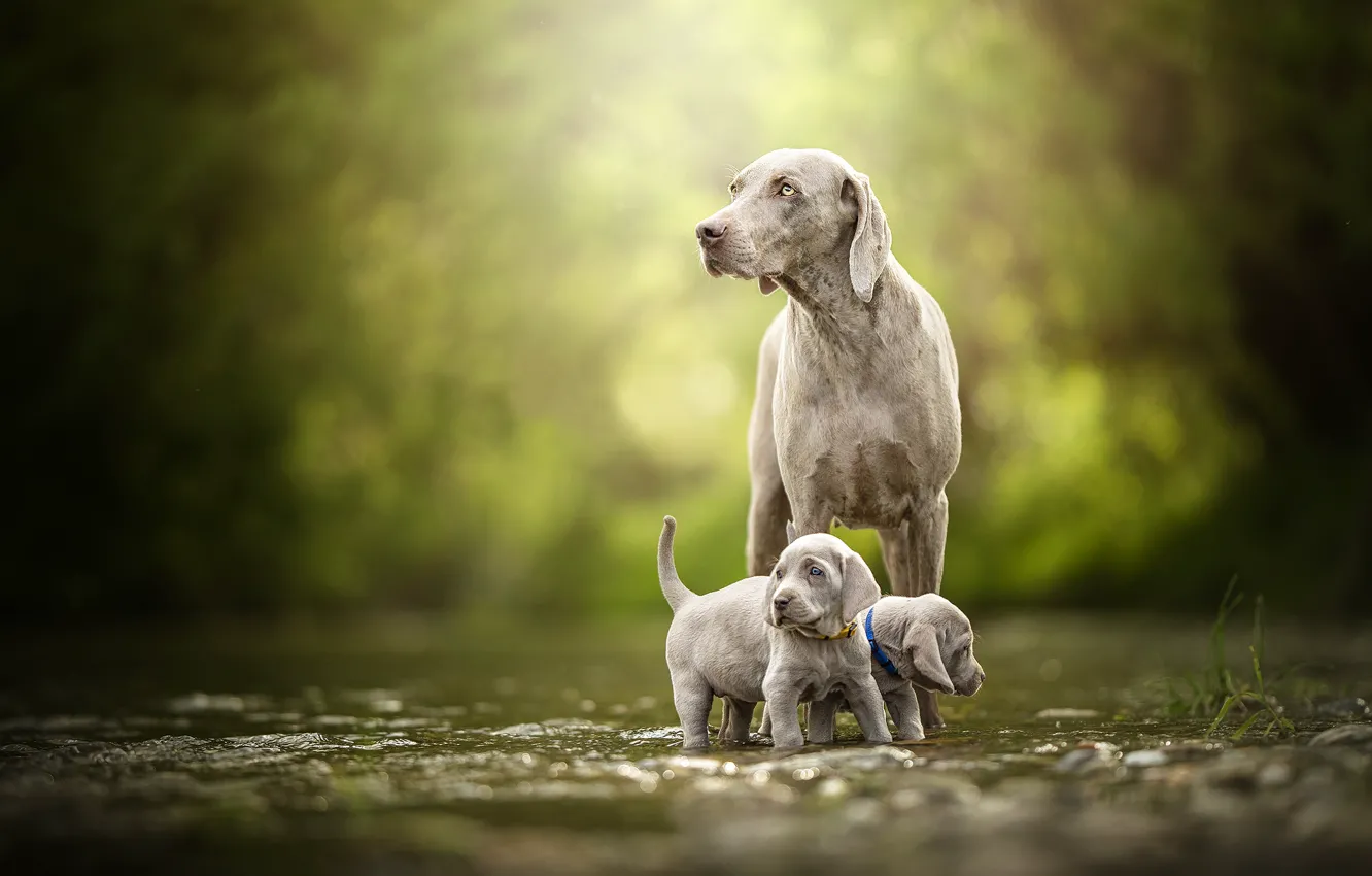 Фото обои собаки, щенки, прогулка, малыши, парочка, боке, двойняшки, Веймаранер