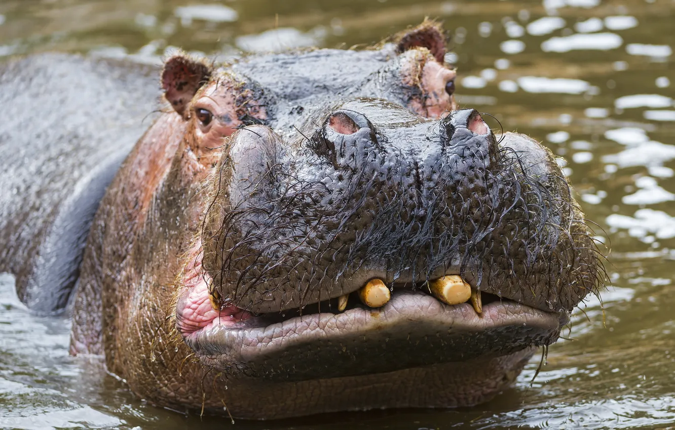 Фото обои animals, Hippopotamus, Tanzania