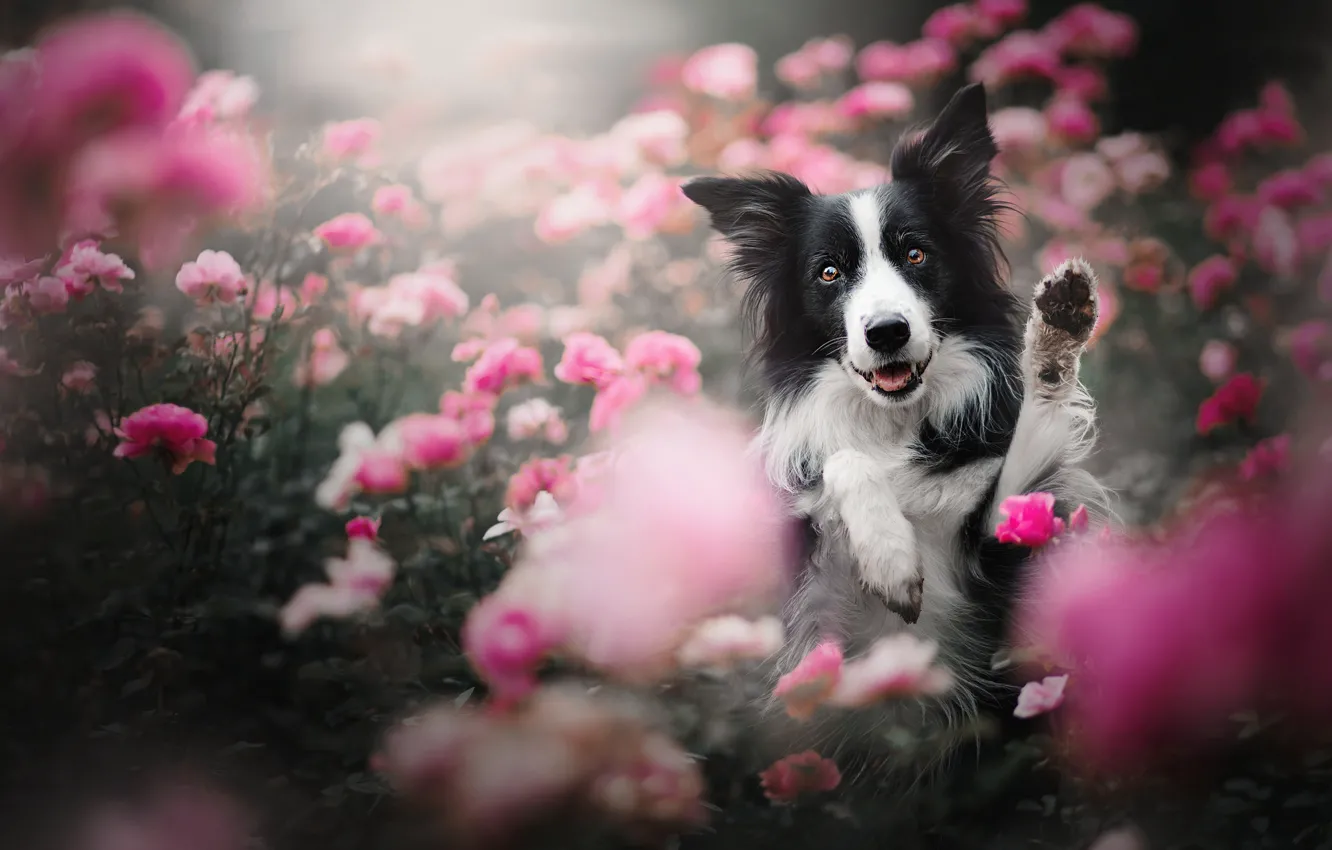 Фото обои морда, цветы, розы, собака, лапы, Бордер-колли, розовые кусты
