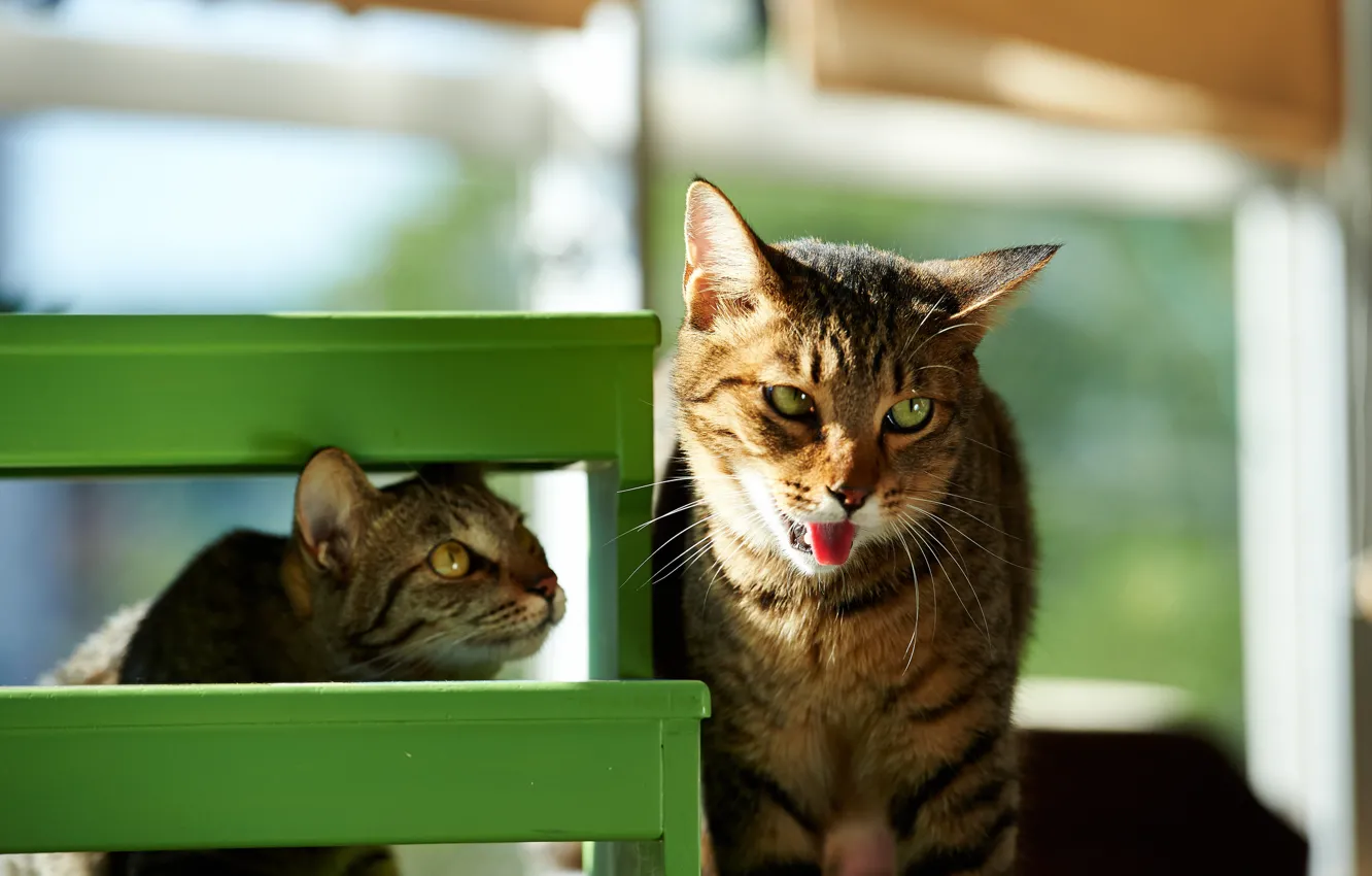 Фото обои язык, морда, солнце, кошки, зеленый, дом, котэ, смешной