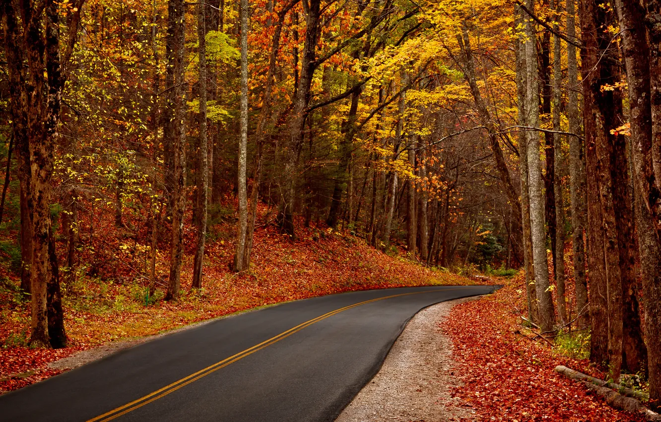 Фото обои осень, лес, листья, деревья, природа, парк, HDR, hdr