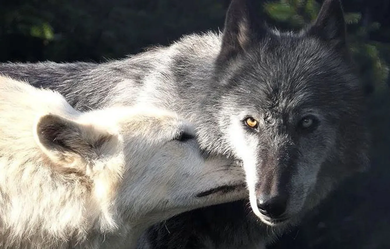Фото обои predator, wolf, portrait, portrait., Canis lupus. face