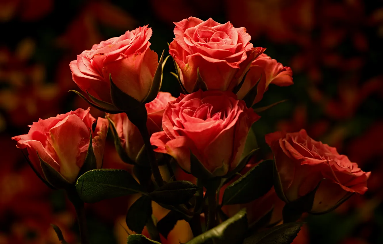 Фото обои макро, розы, бутоны